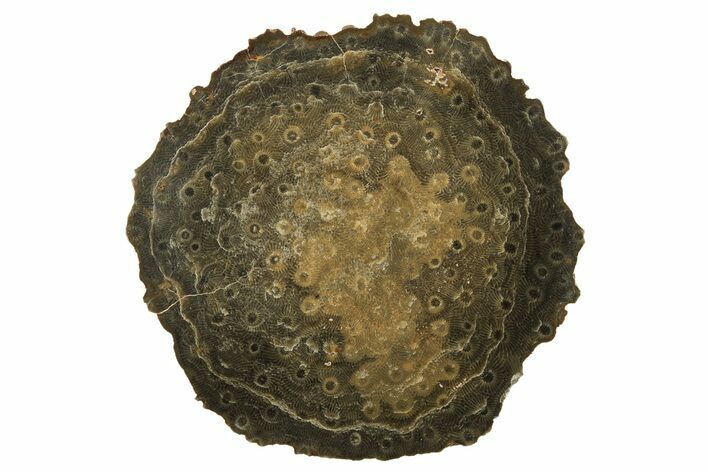 Polished Fossil Rugose Coral Slab - Morocco #259788